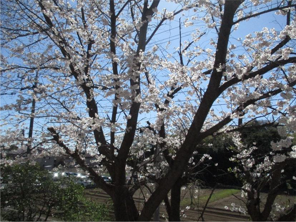 お花見開催