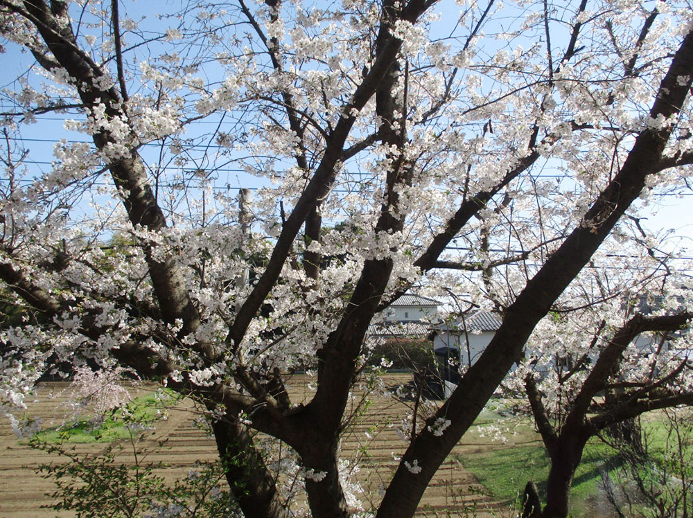 お花見